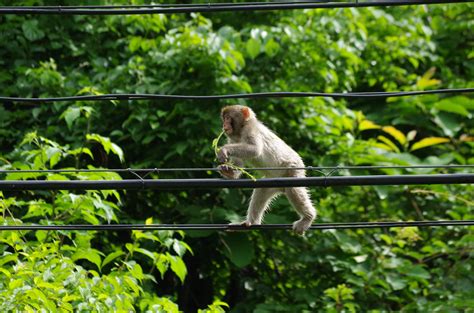 動物代表|日本の動物 